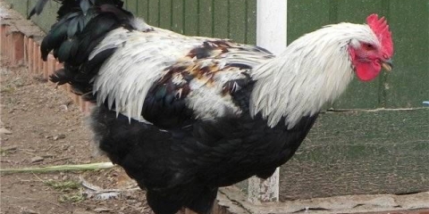 Opis i produktivnost pilića zagorske pasmine lososa